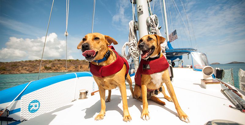 sailing-with-pets-safety-net